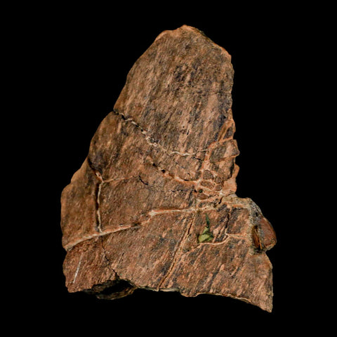 3.8" Edmontosaurus Fossil Femur Bone Hell Creek FM Cretaceous Dinosaur MT COA - Fossil Age Minerals