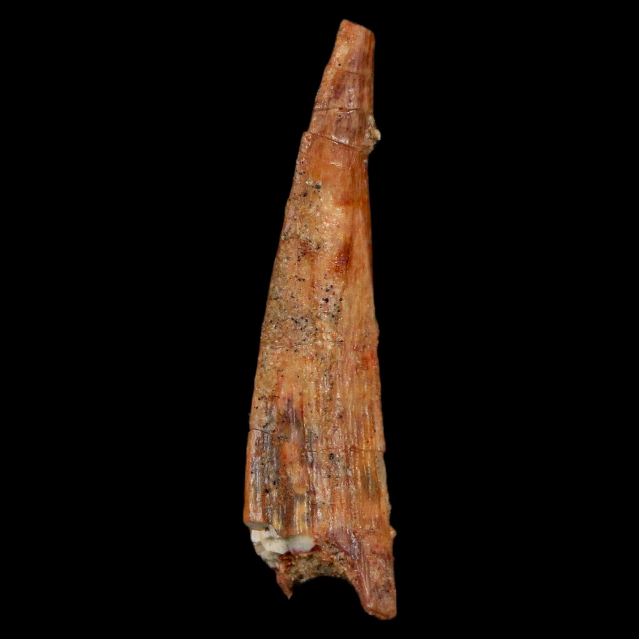 1.3" Pterosaur Coloborhynchus Fossil Tooth Upper Cretaceous Morocco COA, Display - Fossil Age Minerals