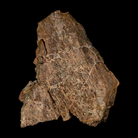 3.8" Edmontosaurus Fossil Femur Bone Hell Creek FM Cretaceous Dinosaur MT COA - Fossil Age Minerals