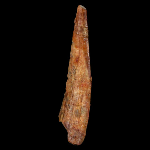 1.3" Pterosaur Coloborhynchus Fossil Tooth Upper Cretaceous Morocco COA, Display - Fossil Age Minerals