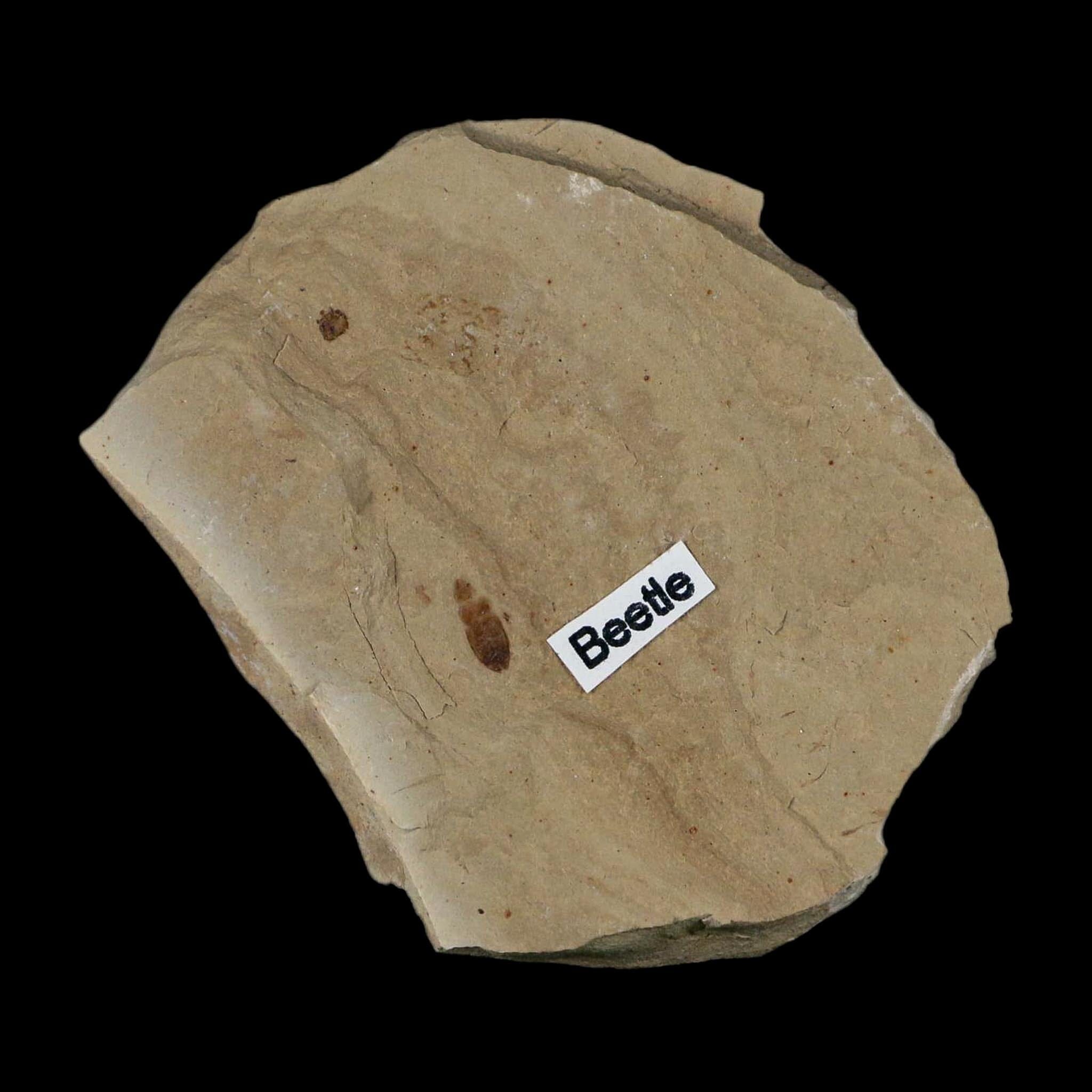 2.3" Fossil Beetle Insect Green River Formation Uintah County Utah Eocene Age - Fossil Age Minerals