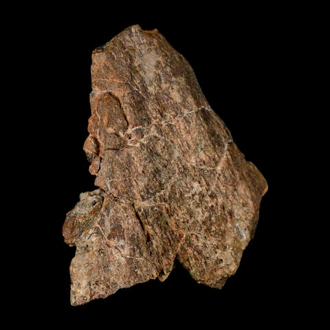 3.8" Edmontosaurus Fossil Femur Bone Hell Creek FM Cretaceous Dinosaur MT COA - Fossil Age Minerals