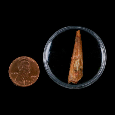 1.3" Pterosaur Coloborhynchus Fossil Tooth Upper Cretaceous Morocco COA, Display - Fossil Age Minerals