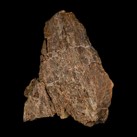 3.8" Edmontosaurus Fossil Femur Bone Hell Creek FM Cretaceous Dinosaur MT COA - Fossil Age Minerals