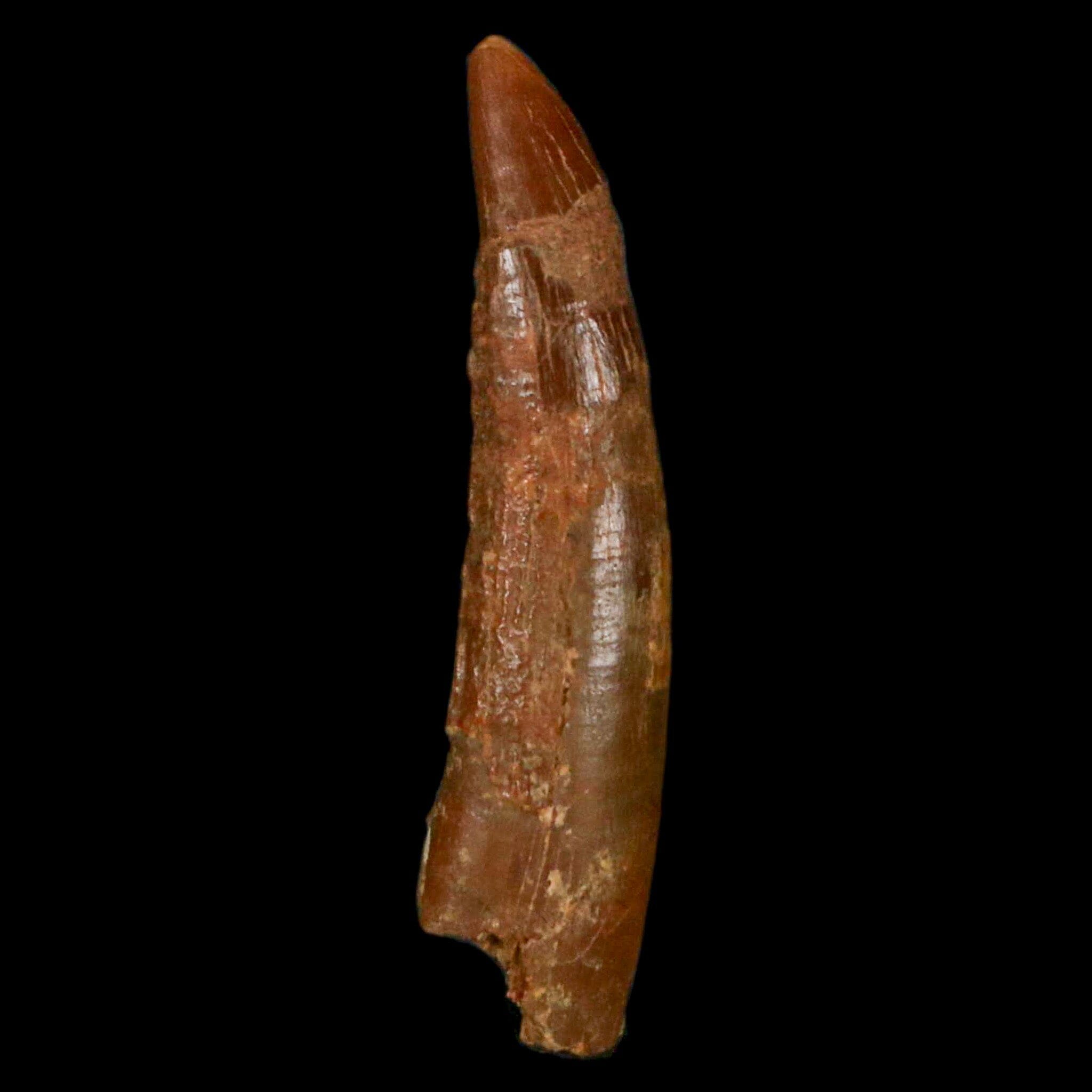 1.2" Pterosaur Coloborhynchus Fossil Tooth Upper Cretaceous Morocco COA, Display - Fossil Age Minerals