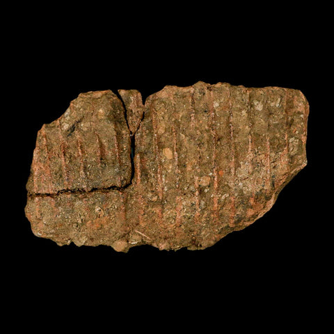 5.1" Brachylophosaurus Fossil Jaw Maxilla Cretaceous Dinosaur Judith River FM MT COA - Fossil Age Minerals