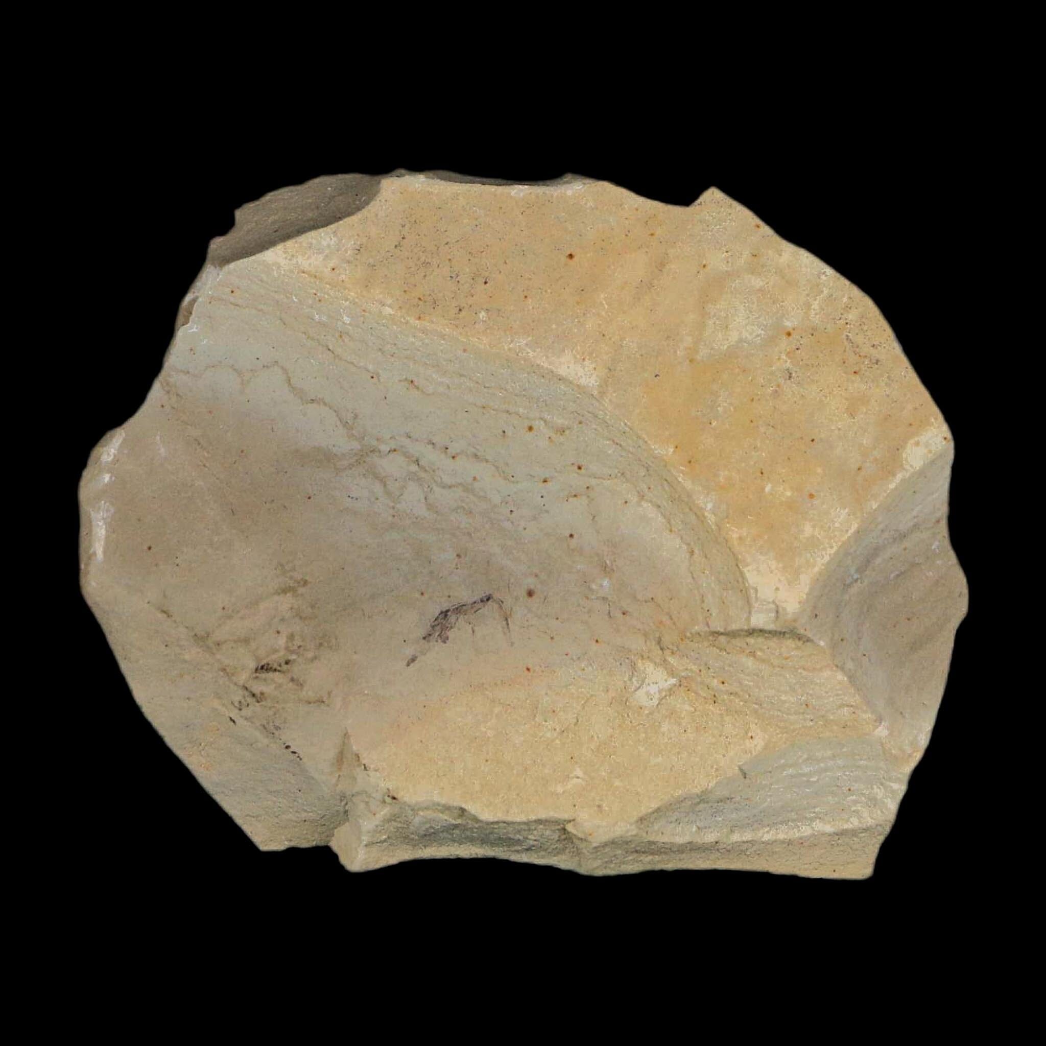 2.3" Fossil Beetle Insect Green River Formation Uintah County Utah Eocene Age - Fossil Age Minerals