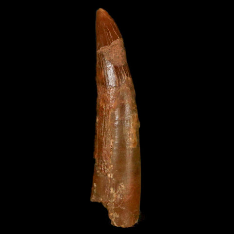 1.2" Pterosaur Coloborhynchus Fossil Tooth Upper Cretaceous Morocco COA, Display - Fossil Age Minerals