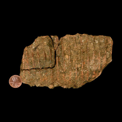 5.1" Brachylophosaurus Fossil Jaw Maxilla Cretaceous Dinosaur Judith River FM MT COA - Fossil Age Minerals