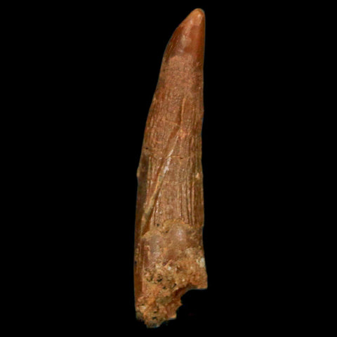 1.2" Pterosaur Coloborhynchus Fossil Tooth Upper Cretaceous Morocco COA, Display - Fossil Age Minerals