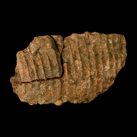 5.1" Brachylophosaurus Fossil Jaw Maxilla Cretaceous Dinosaur Judith River FM MT COA - Fossil Age Minerals