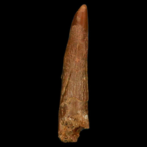 1.2" Pterosaur Coloborhynchus Fossil Tooth Upper Cretaceous Morocco COA, Display - Fossil Age Minerals