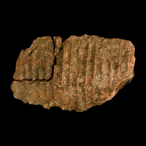 5.1" Brachylophosaurus Fossil Jaw Maxilla Cretaceous Dinosaur Judith River FM MT COA - Fossil Age Minerals