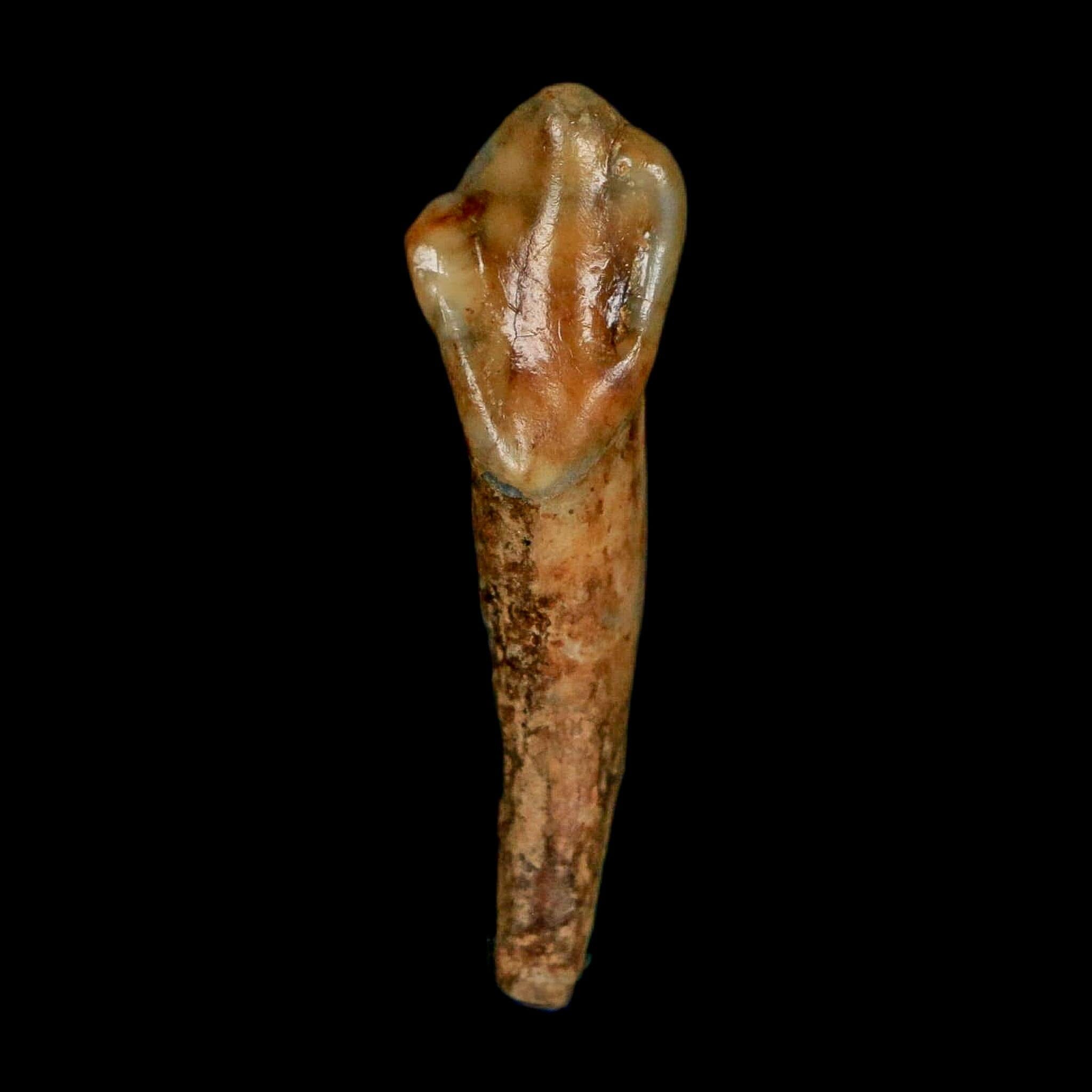 1.3" Extinct Cave Bear Ursus Spelaeus Incisor Tooth Rooted Pleistocene Age COA, Stand - Fossil Age Minerals