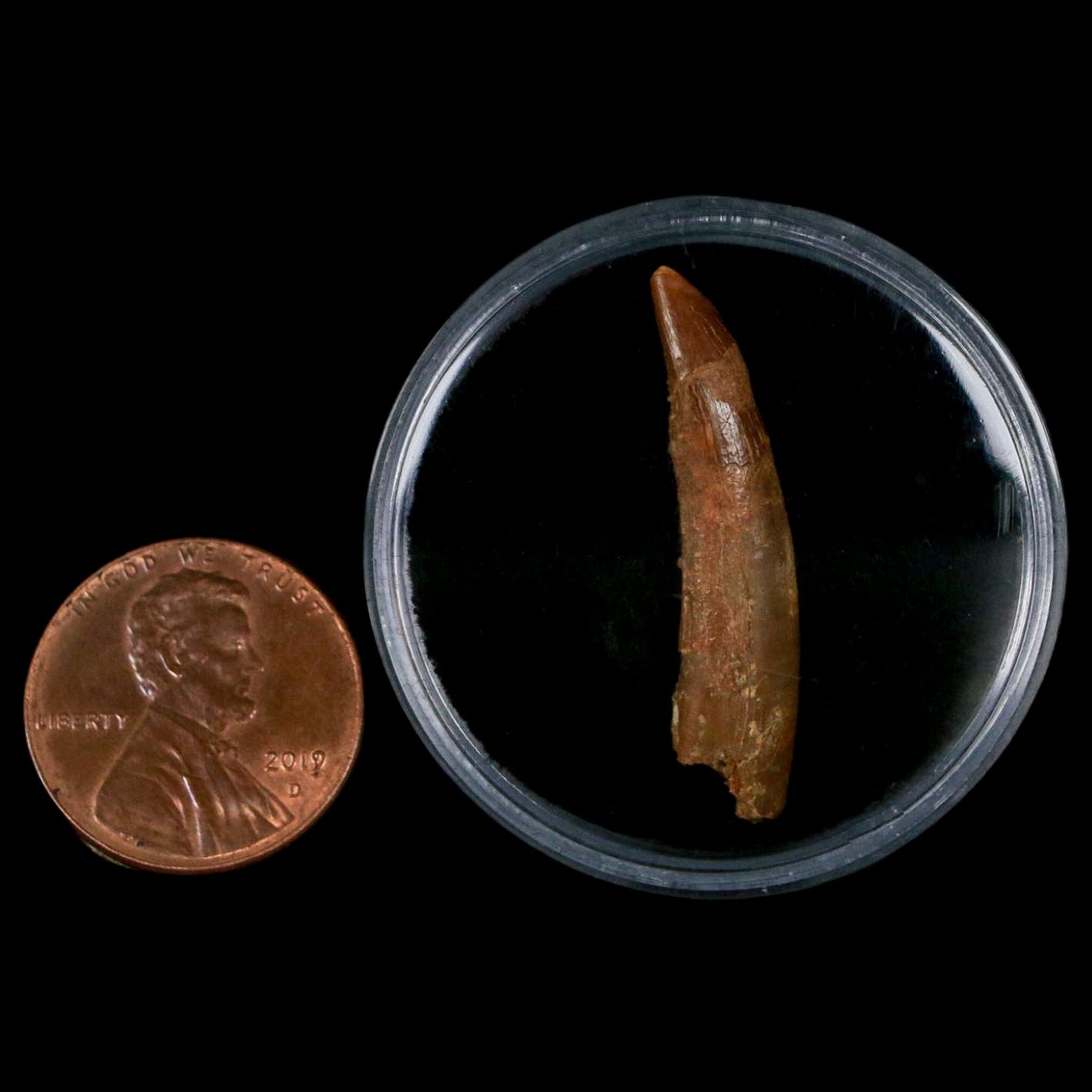 1.2" Pterosaur Coloborhynchus Fossil Tooth Upper Cretaceous Morocco COA, Display - Fossil Age Minerals