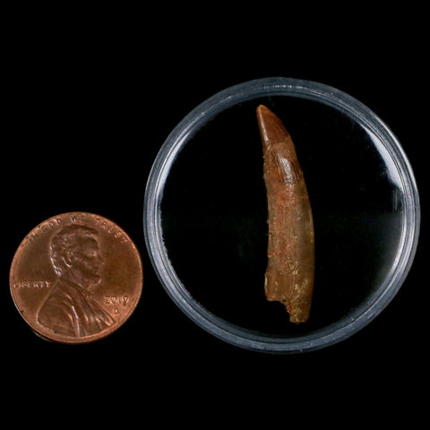 1.2" Pterosaur Coloborhynchus Fossil Tooth Upper Cretaceous Morocco COA, Display - Fossil Age Minerals