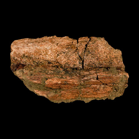 5.1" Brachylophosaurus Fossil Jaw Maxilla Cretaceous Dinosaur Judith River FM MT COA - Fossil Age Minerals