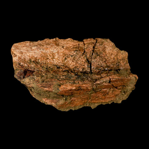 5.1" Brachylophosaurus Fossil Jaw Maxilla Cretaceous Dinosaur Judith River FM MT COA - Fossil Age Minerals