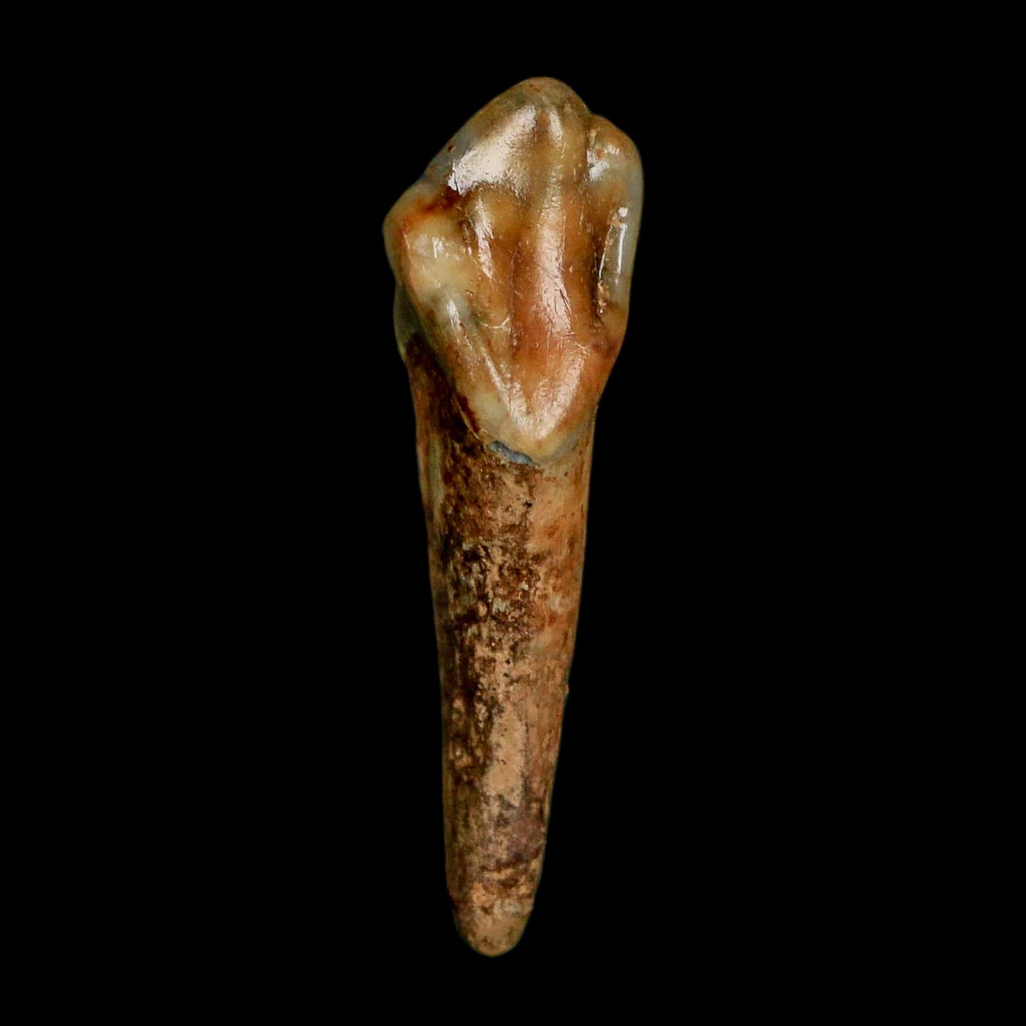 1.3" Extinct Cave Bear Ursus Spelaeus Incisor Tooth Rooted Pleistocene Age COA, Stand - Fossil Age Minerals