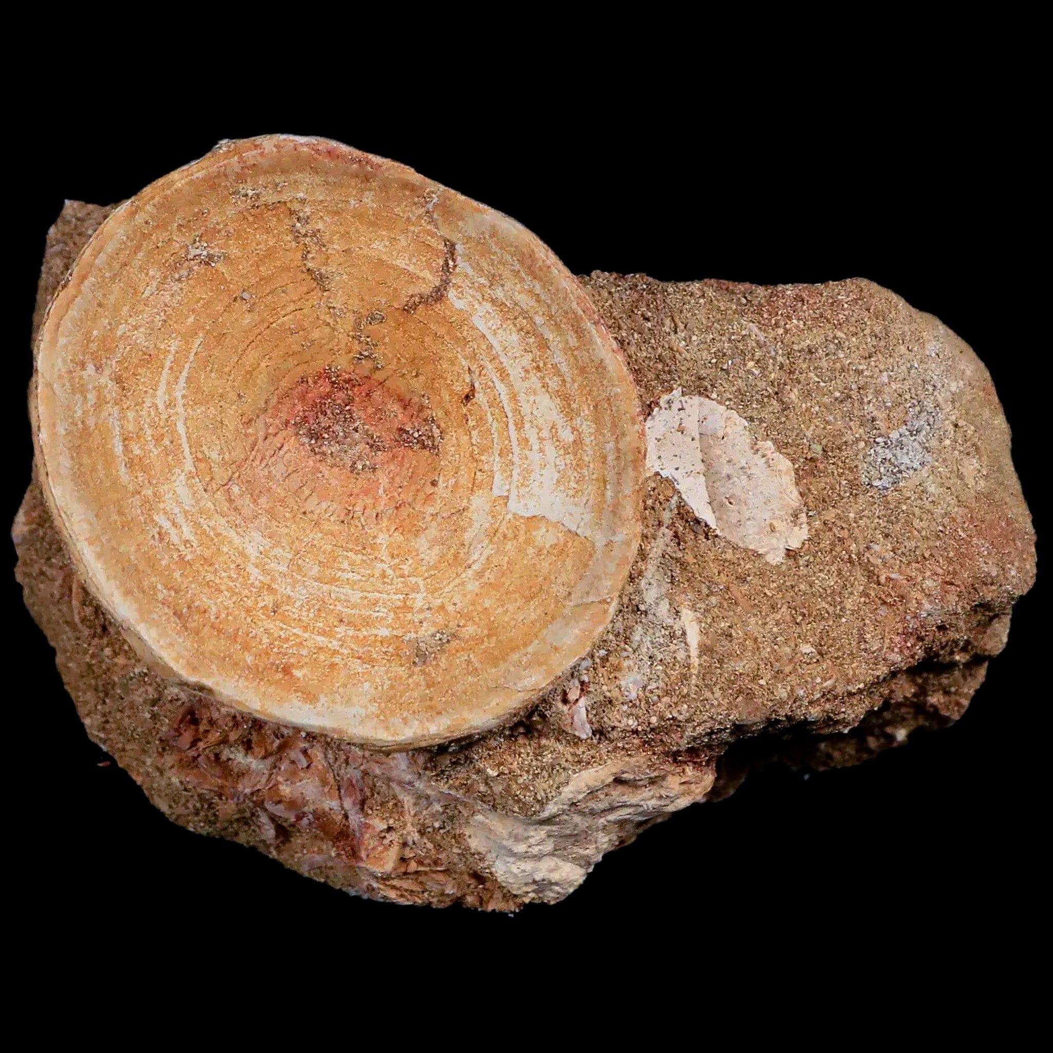 44MM Otodus Obliquus Shark Vertebrae Fossil Bone In Matrix Morocco COA - Fossil Age Minerals