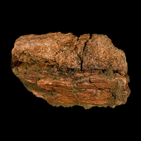 5.1" Brachylophosaurus Fossil Jaw Maxilla Cretaceous Dinosaur Judith River FM MT COA - Fossil Age Minerals