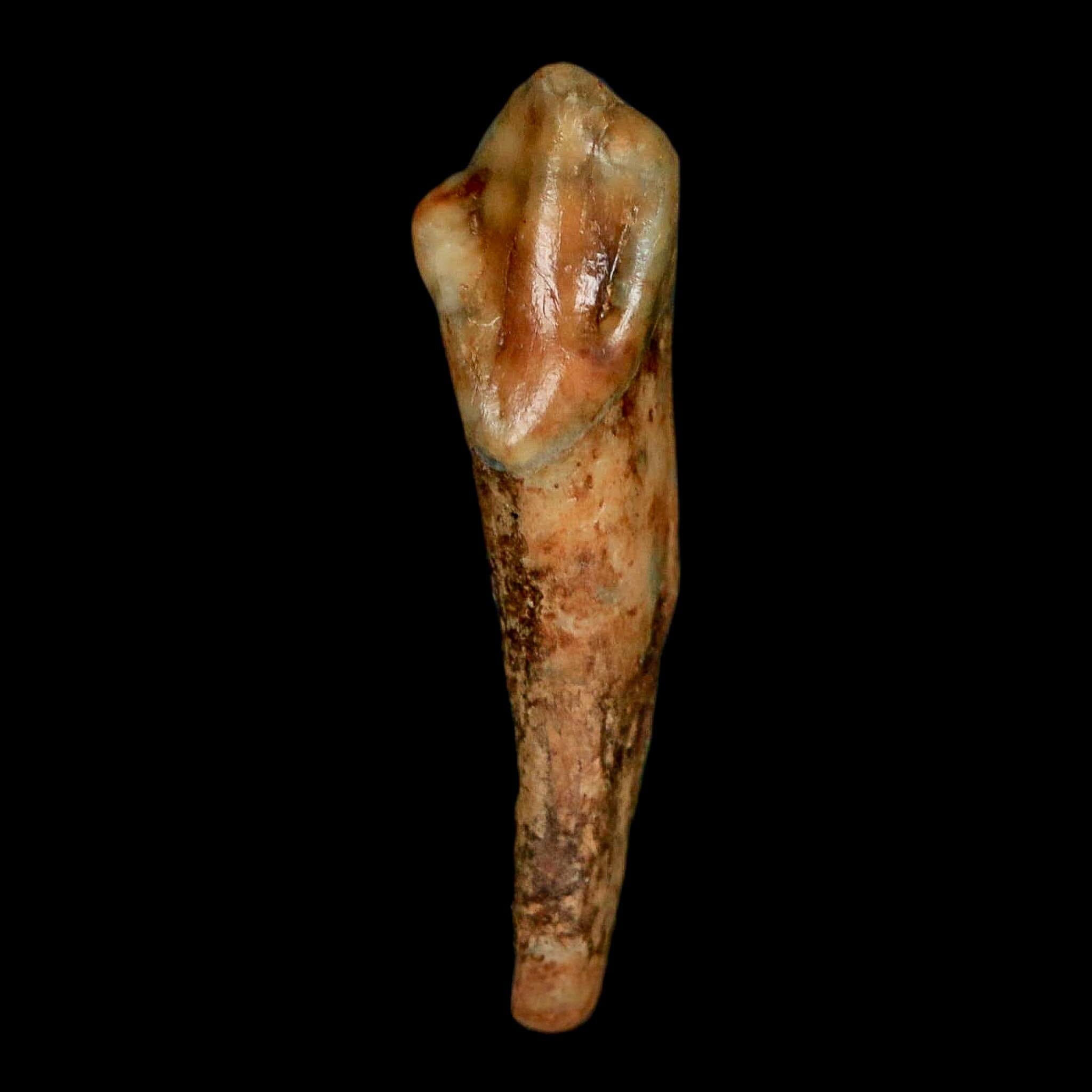1.3" Extinct Cave Bear Ursus Spelaeus Incisor Tooth Rooted Pleistocene Age COA, Stand - Fossil Age Minerals