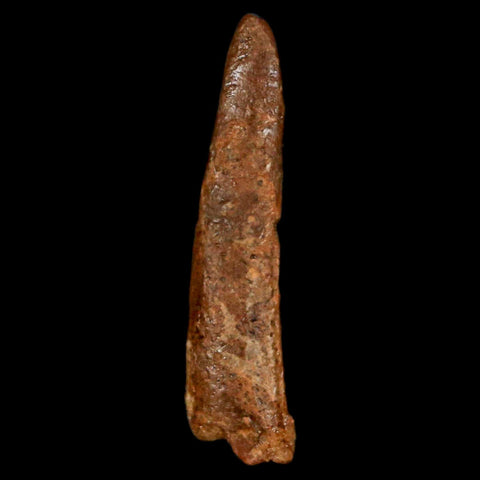 1" Pterosaur Coloborhynchus Fossil Tooth Upper Cretaceous Morocco COA, Display - Fossil Age Minerals