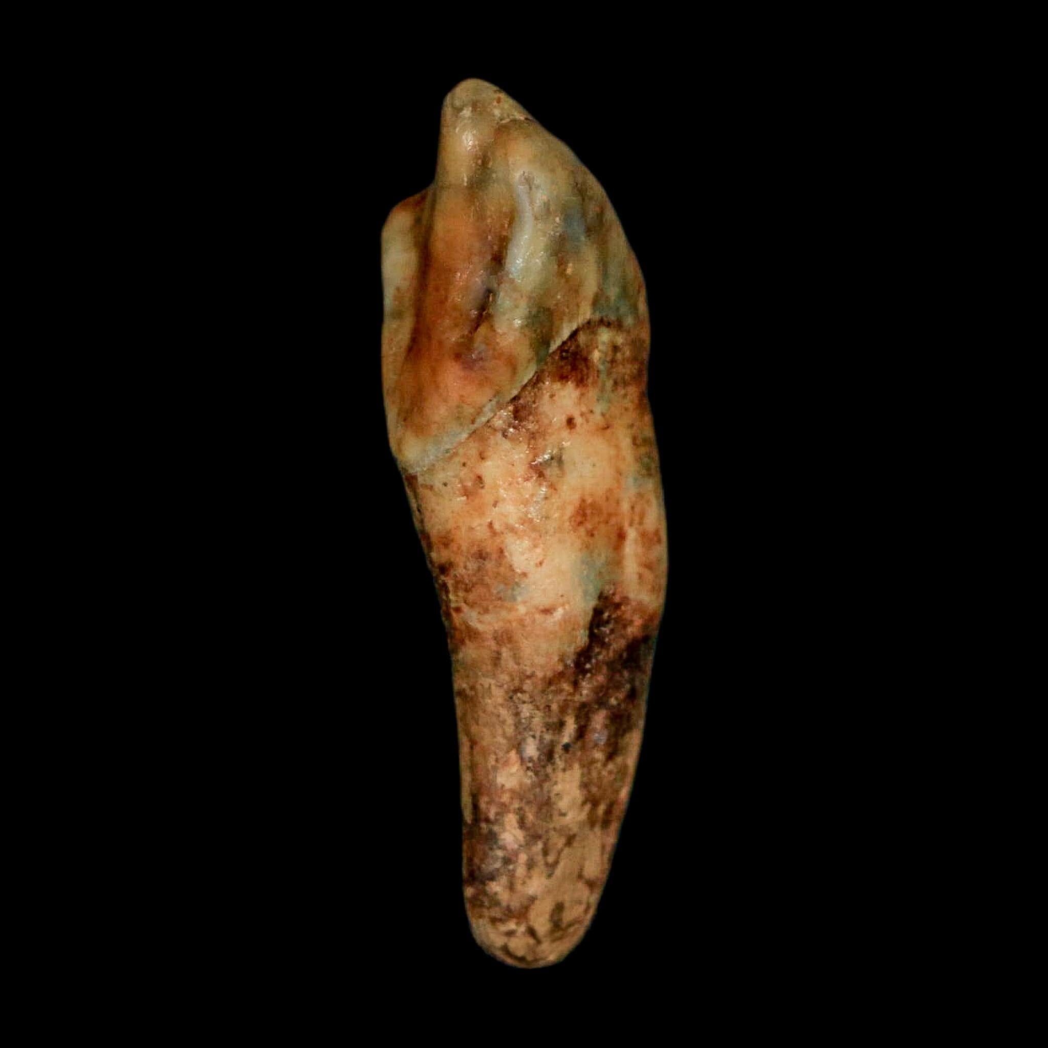 1.3" Extinct Cave Bear Ursus Spelaeus Incisor Tooth Rooted Pleistocene Age COA, Stand - Fossil Age Minerals