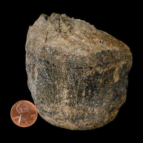 3" Hypacrosaurus Dinosaur Fossil Vertebrae Bone Two Medicine FM Montana COA - Fossil Age Minerals