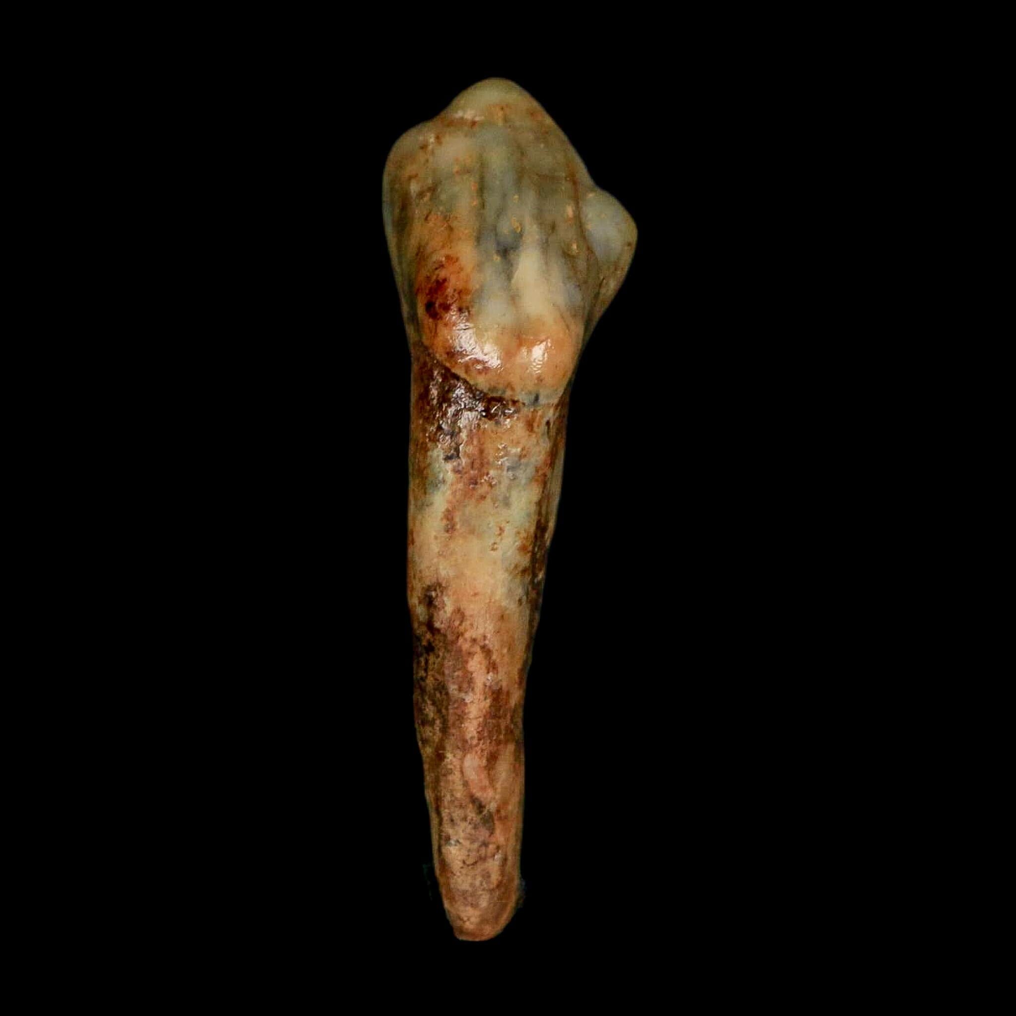 1.3" Extinct Cave Bear Ursus Spelaeus Incisor Tooth Rooted Pleistocene Age COA, Stand - Fossil Age Minerals