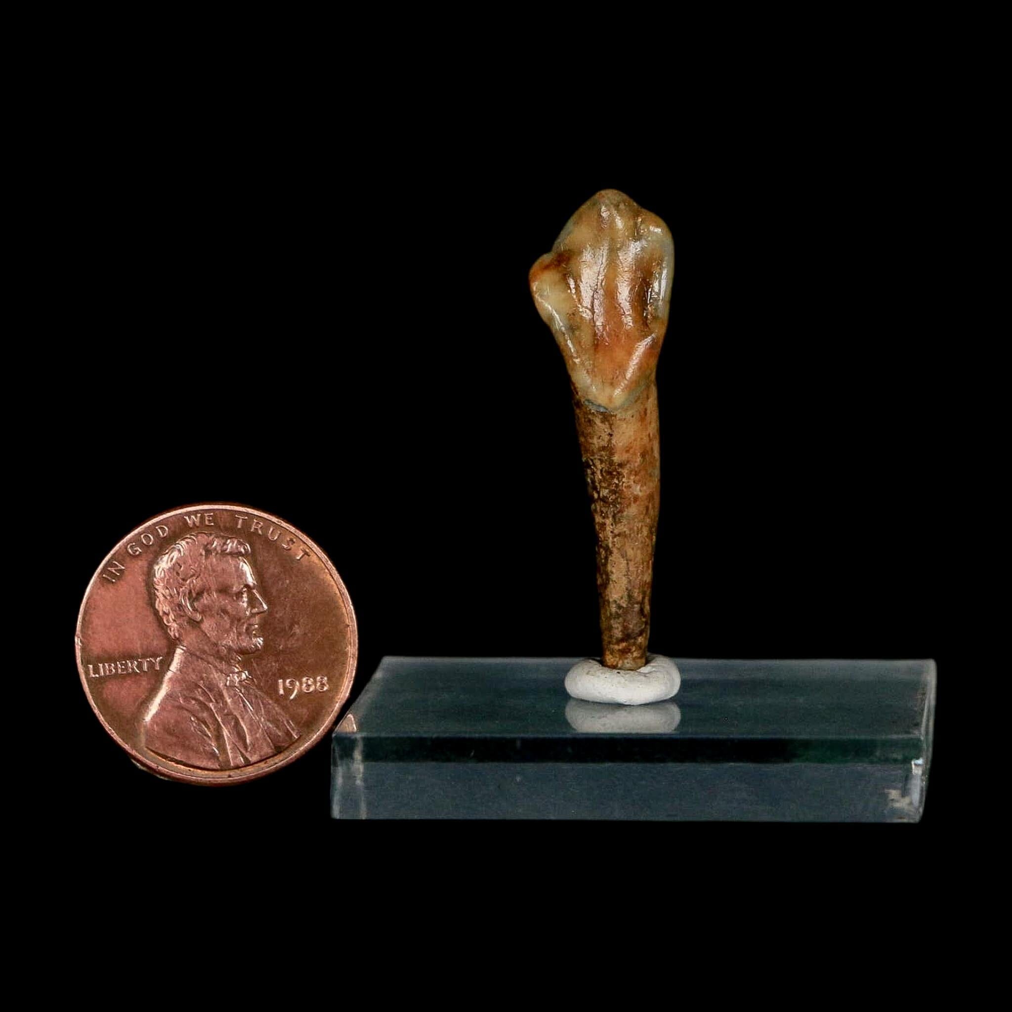 1.3" Extinct Cave Bear Ursus Spelaeus Incisor Tooth Rooted Pleistocene Age COA, Stand - Fossil Age Minerals
