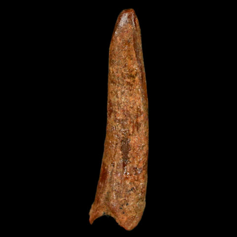 1" Pterosaur Coloborhynchus Fossil Tooth Upper Cretaceous Morocco COA, Display - Fossil Age Minerals