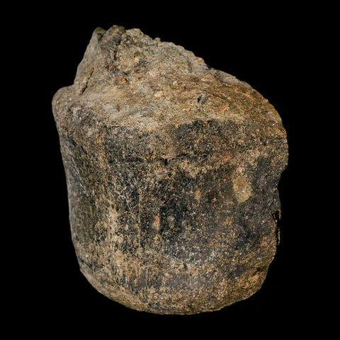 3" Hypacrosaurus Dinosaur Fossil Vertebrae Bone Two Medicine FM Montana COA - Fossil Age Minerals