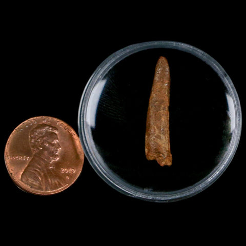 1" Pterosaur Coloborhynchus Fossil Tooth Upper Cretaceous Morocco COA, Display - Fossil Age Minerals