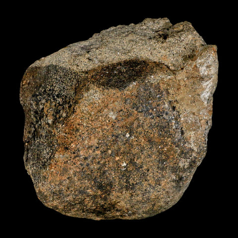 3" Hypacrosaurus Dinosaur Fossil Vertebrae Bone Two Medicine FM Montana COA - Fossil Age Minerals