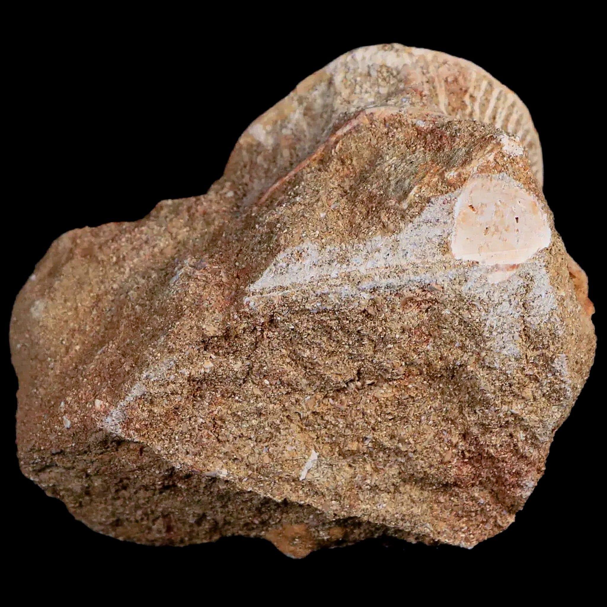 44MM Otodus Obliquus Shark Vertebrae Fossil Bone In Matrix Morocco COA - Fossil Age Minerals