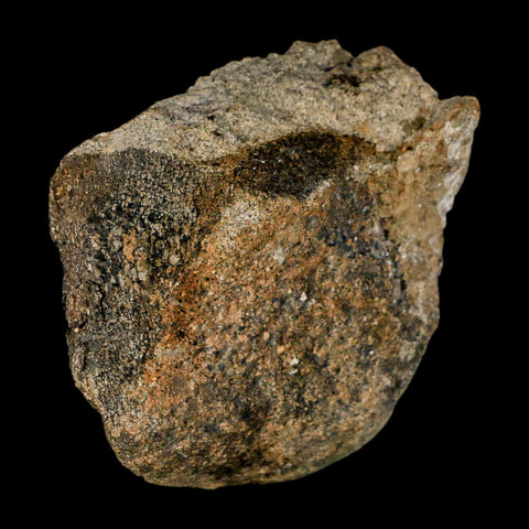 3" Hypacrosaurus Dinosaur Fossil Vertebrae Bone Two Medicine FM Montana COA - Fossil Age Minerals