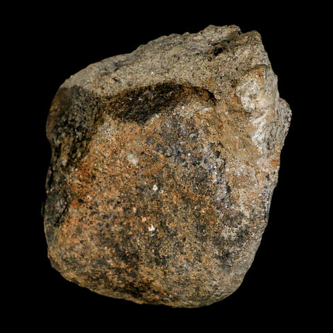 3" Hypacrosaurus Dinosaur Fossil Vertebrae Bone Two Medicine FM Montana COA - Fossil Age Minerals