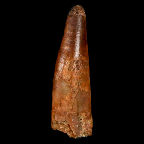 0.9" Pterosaur Coloborhynchus Fossil Tooth Upper Cretaceous Morocco COA, Display - Fossil Age Minerals