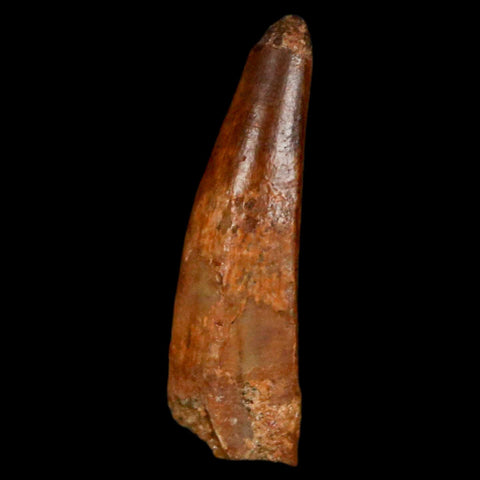 0.9" Pterosaur Coloborhynchus Fossil Tooth Upper Cretaceous Morocco COA, Display - Fossil Age Minerals