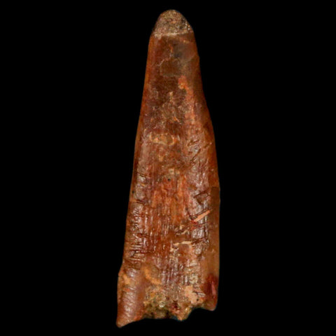 0.9" Pterosaur Coloborhynchus Fossil Tooth Upper Cretaceous Morocco COA, Display - Fossil Age Minerals