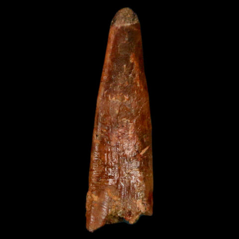 0.9" Pterosaur Coloborhynchus Fossil Tooth Upper Cretaceous Morocco COA, Display - Fossil Age Minerals