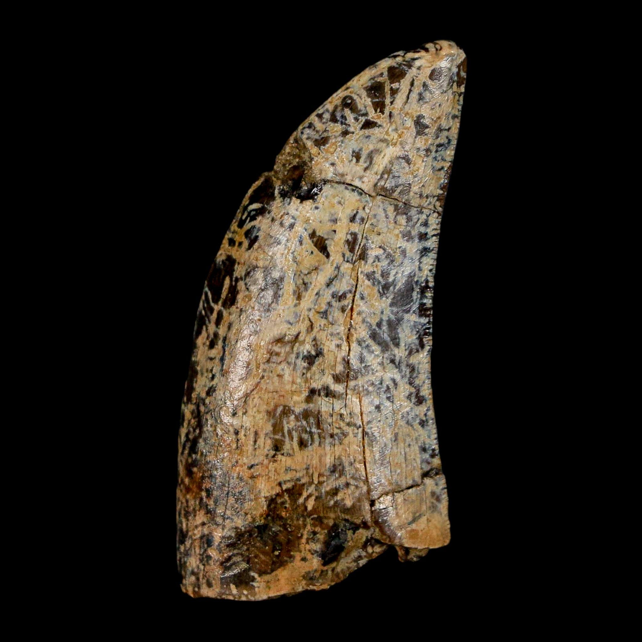 1.6" Tyrannosaurus Rex Fossil Tooth Lance Creek Cretaceous Dinosaur Wyoming COA - Fossil Age Minerals