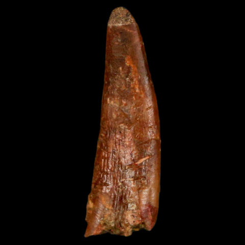 0.9" Pterosaur Coloborhynchus Fossil Tooth Upper Cretaceous Morocco COA, Display - Fossil Age Minerals