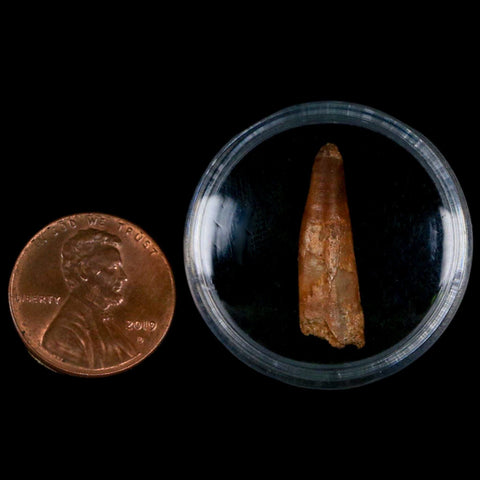 0.9" Pterosaur Coloborhynchus Fossil Tooth Upper Cretaceous Morocco COA, Display - Fossil Age Minerals