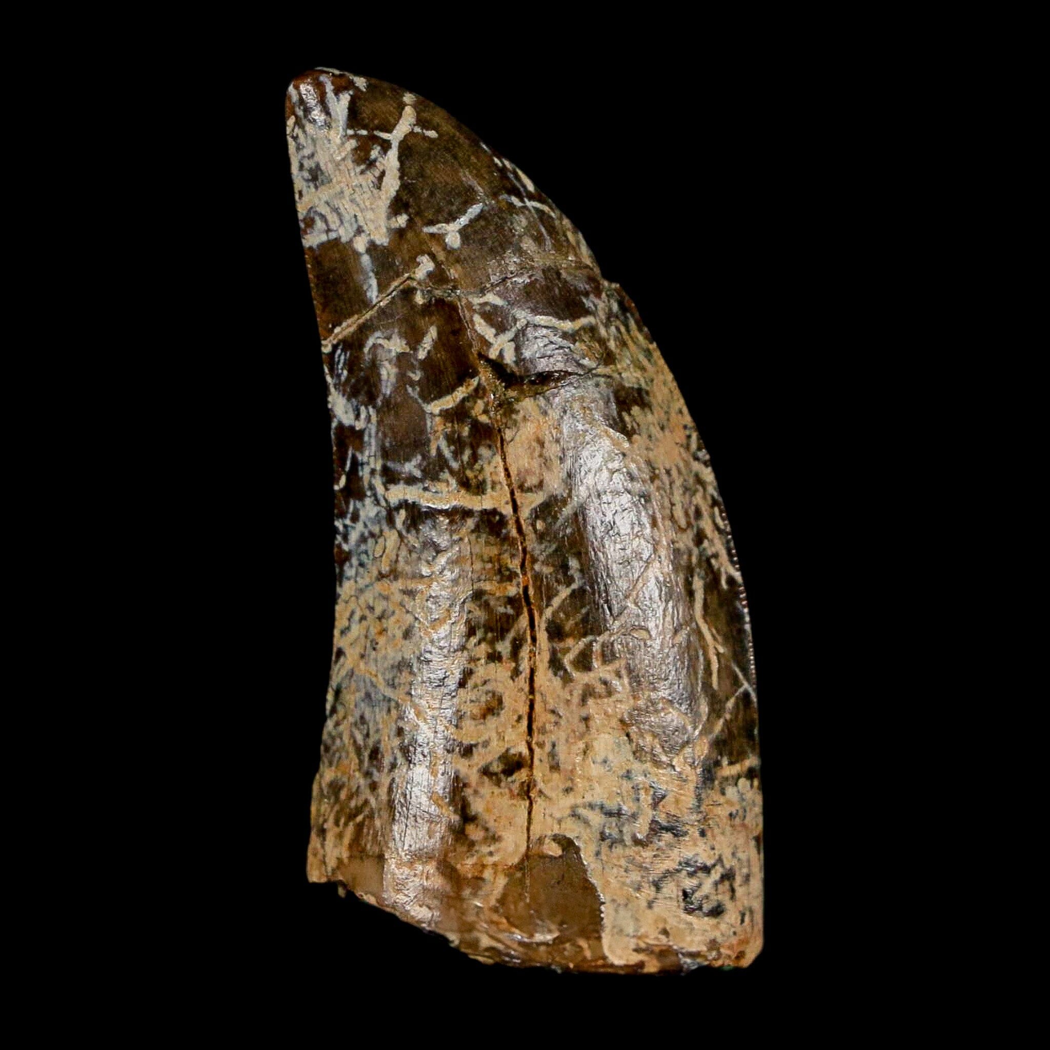 1.6" Tyrannosaurus Rex Fossil Tooth Lance Creek Cretaceous Dinosaur Wyoming COA - Fossil Age Minerals