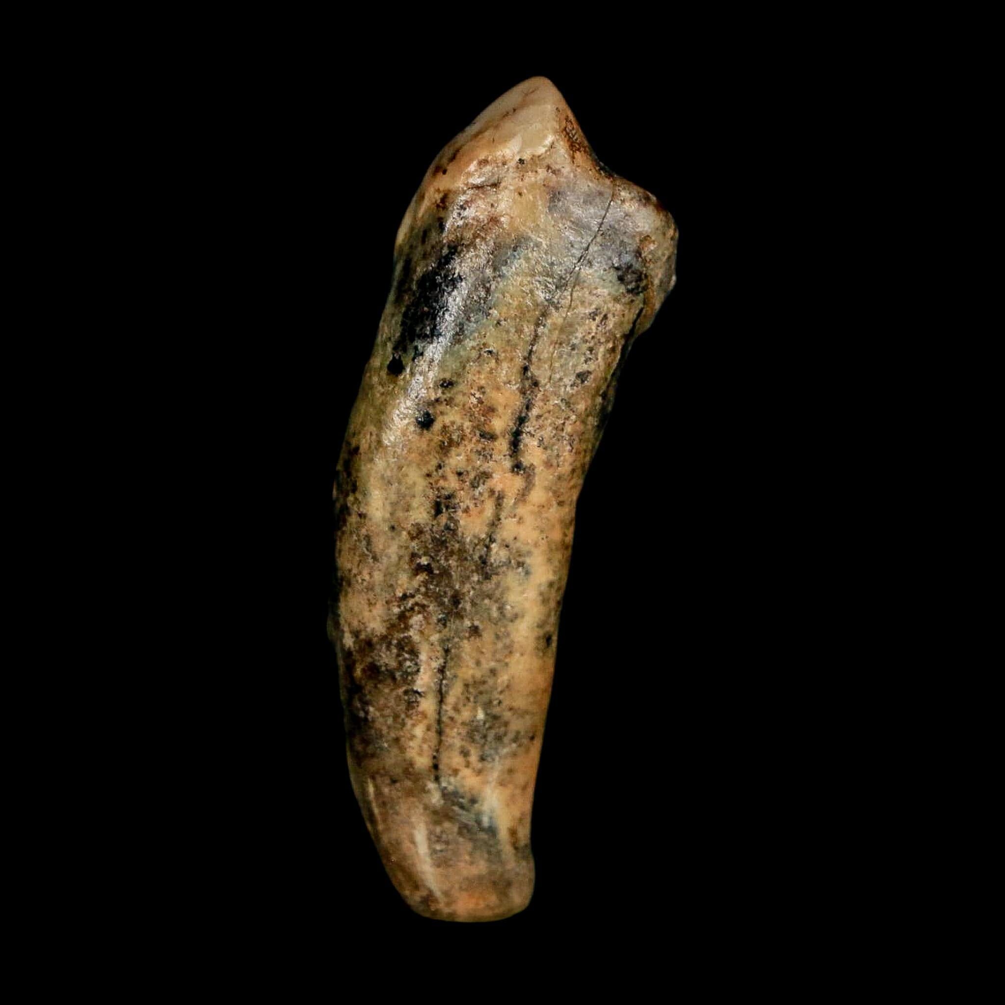 1.7" Extinct Cave Bear Ursus Spelaeus Incisor Tooth Rooted Pleistocene Age COA, Stand - Fossil Age Minerals