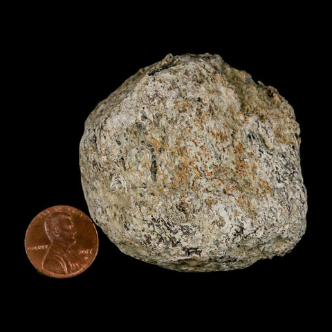 2.3" Stegosaurus Fossil Bone Specimen Morrison FM Wyoming Jurassic Age Dinosaur COA - Fossil Age Minerals