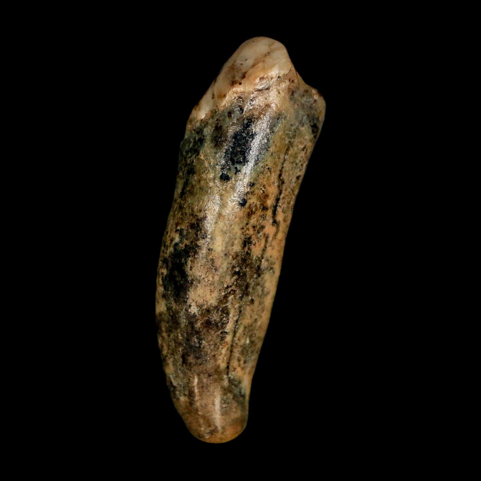 1.7" Extinct Cave Bear Ursus Spelaeus Incisor Tooth Rooted Pleistocene Age COA, Stand - Fossil Age Minerals