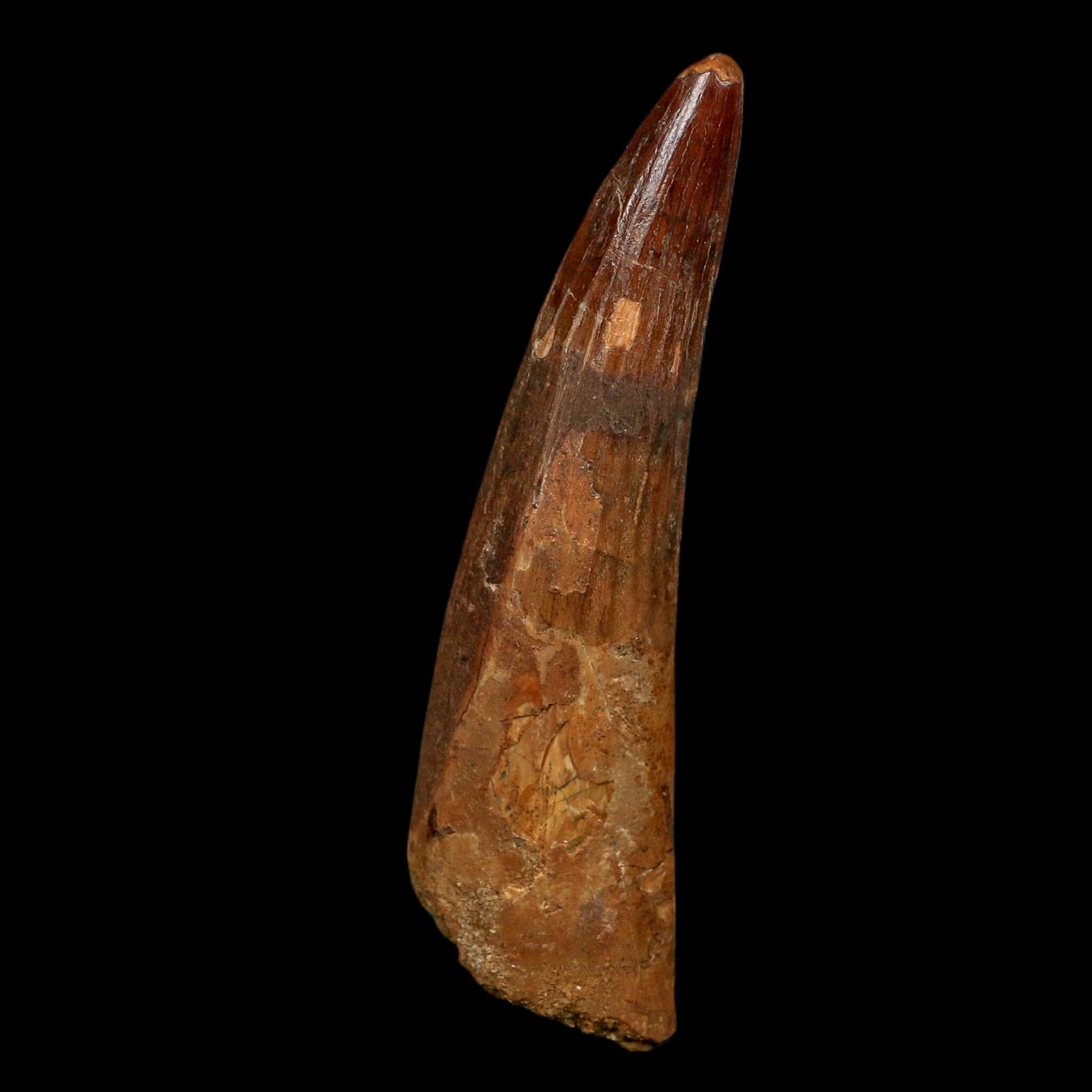 XL 3.5" Spinosaurus Fossil Tooth 100 Million Years Old Cretaceous Dinosaur COA